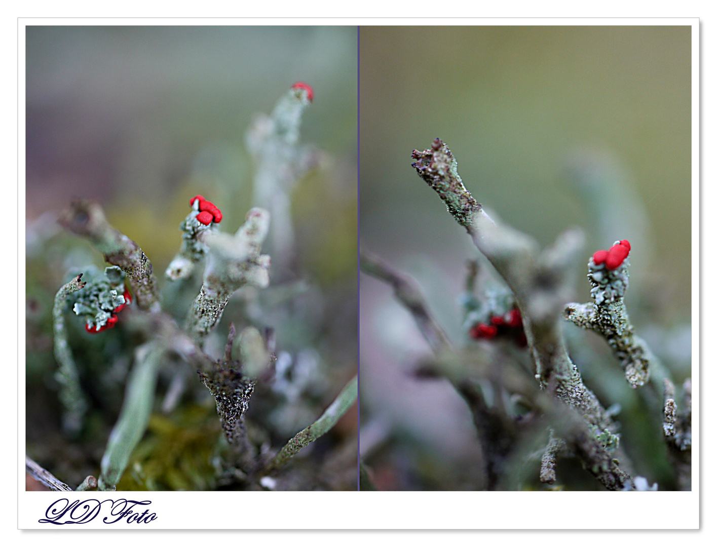 Rotfrüchtige Säulenflechte (Cladonia macilenta ssp. floerkeana)