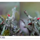 Rotfrüchtige Säulenflechte (Cladonia macilenta ssp. floerkeana)