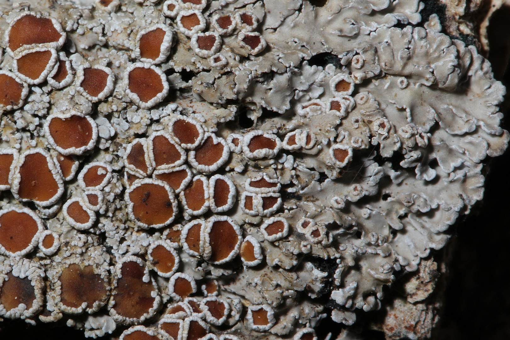 Rotfrüchtige Tuchflechte (Pannaria rubiginosa) - eine Ergänzung