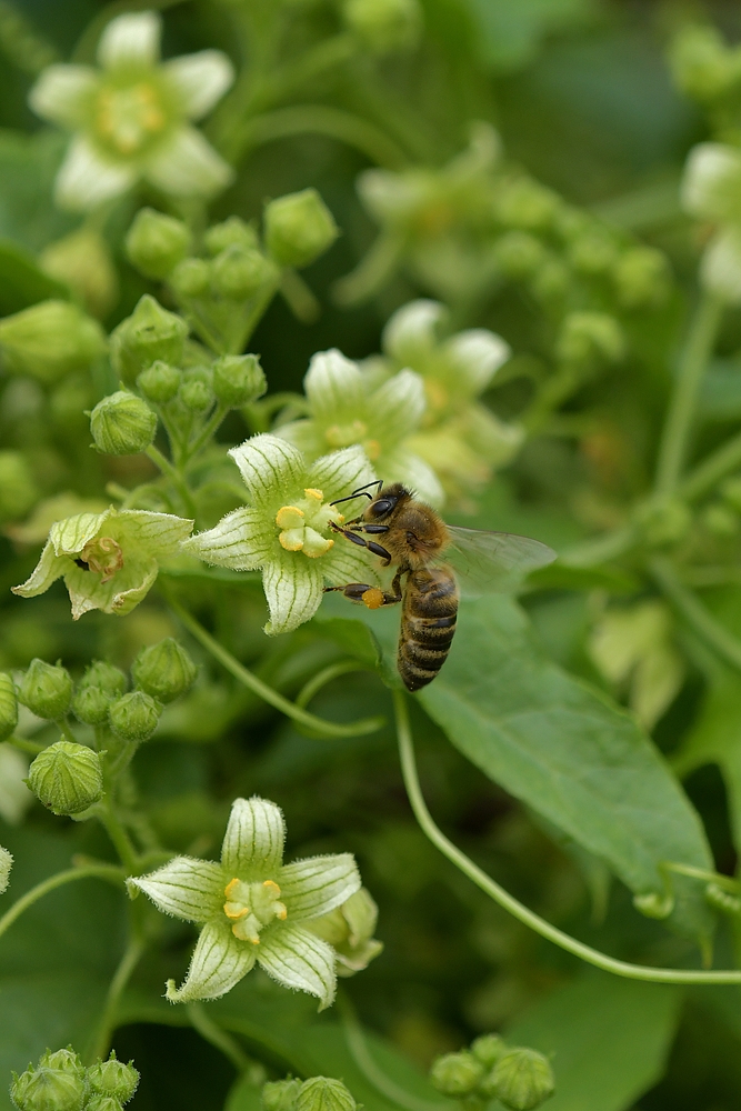 Rotfrüchtige Zaunrübe: Auch für Bienen begehrenswert