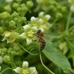 Rotfrüchtige Zaunrübe: Auch für Bienen begehrenswert