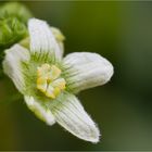 Rotfrüchtige Zaunrübe (Bryonia dioica)...