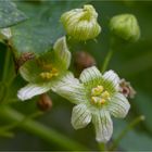 Rotfrüchtige Zaunrübe (Bryonia dioica)