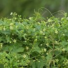 Rotfrüchtige Zaunrübe: Volle Kanne