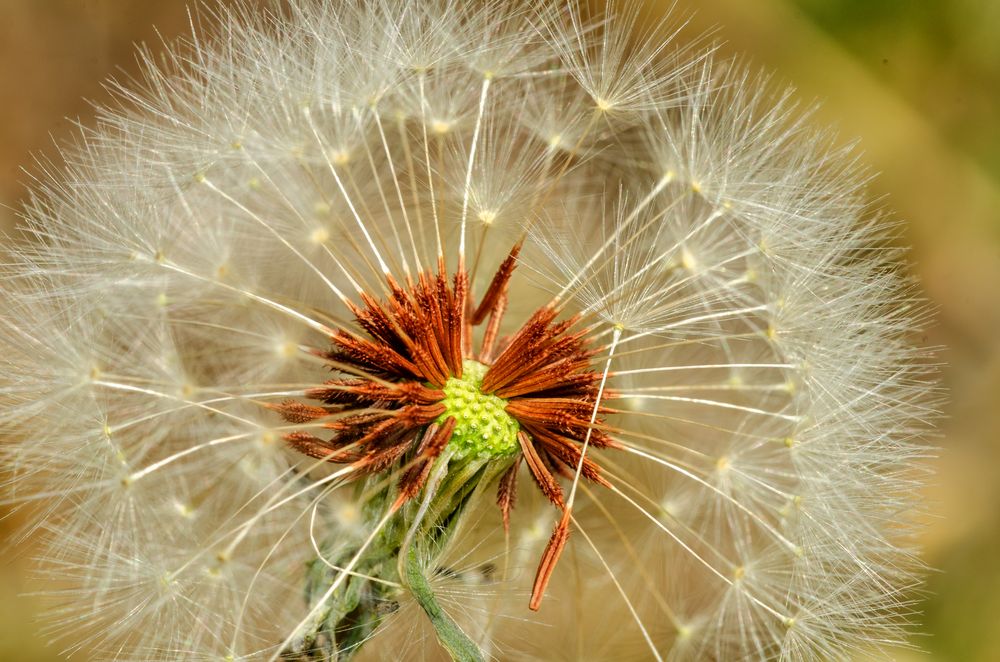 Rotfrüchtiger Löwenzahn (Taraxacum sect. Erythrospermum)