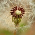 Rotfrüchtiger Löwenzahn (Taraxacum sect. erythrospermum)