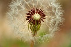 Rotfrüchtiger Löwenzahn (Taraxacum sect. erythrospermum)