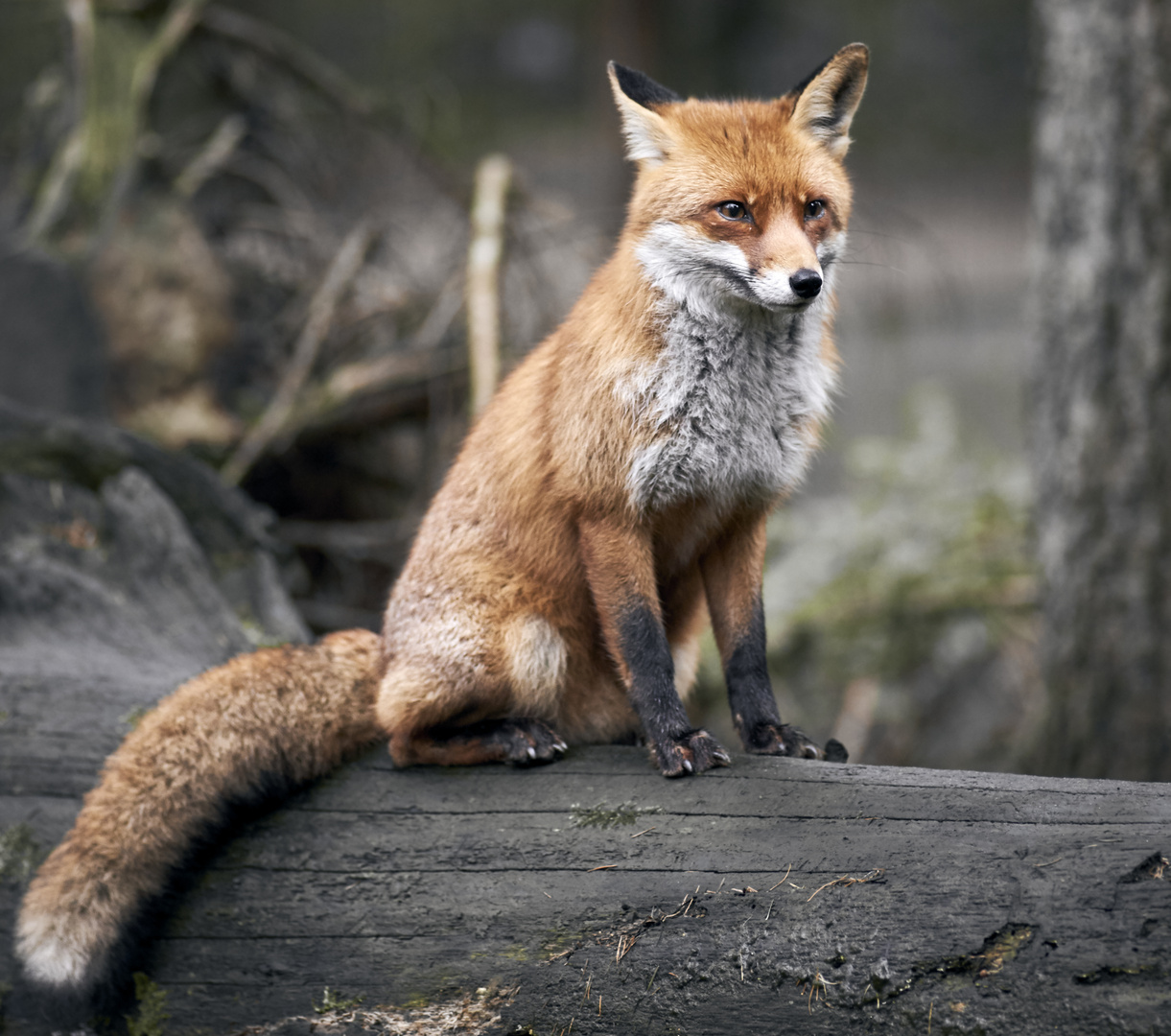 ...ROTFUCHS... Foto & Bild wald, natur, fell Bilder auf