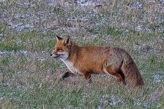 Rotfuchs