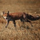 Rot.Fuchs