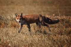 Rot.Fuchs