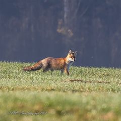 Rotfuchs