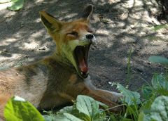Rotfuchs