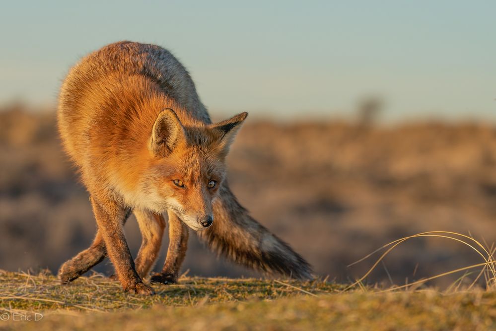 Rotfuchs am Abend