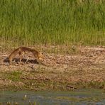 Rotfuchs am Altmühlsee/Vogelinsel