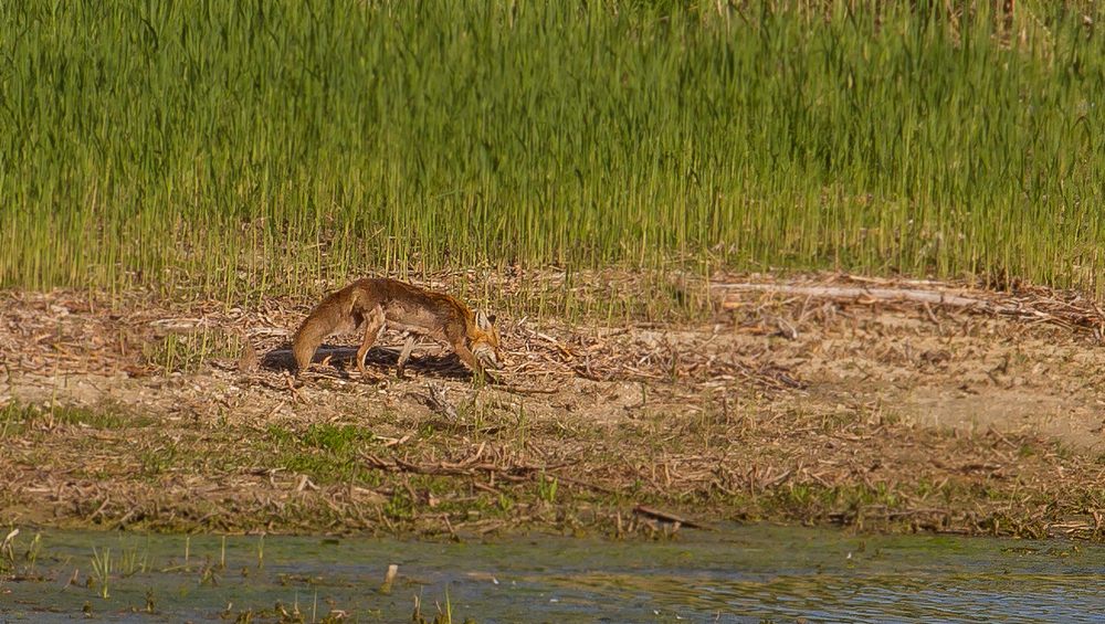 Rotfuchs am Altmühlsee/Vogelinsel