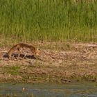 Rotfuchs am Altmühlsee/Vogelinsel