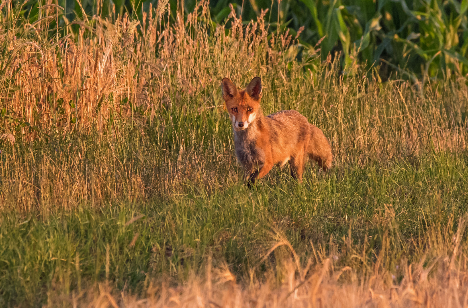 Rotfuchs am Morgen