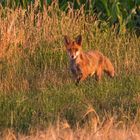 Rotfuchs am Morgen