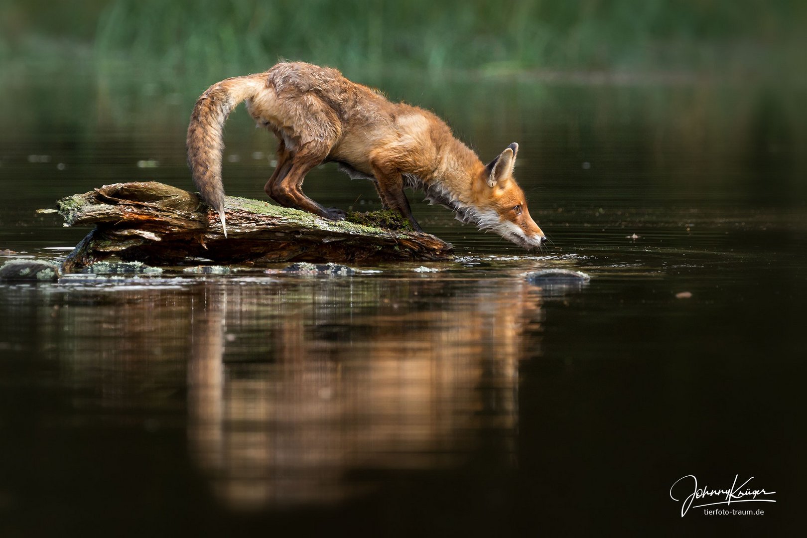 Rotfuchs am See