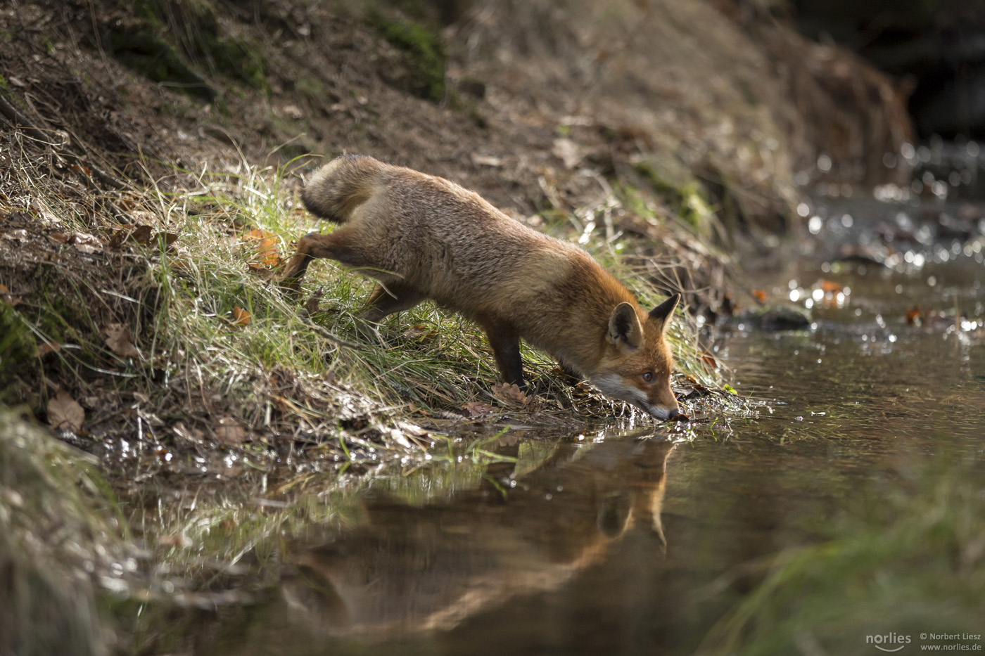 Rotfuchs am Wasser