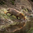 Rotfuchs am Wasser