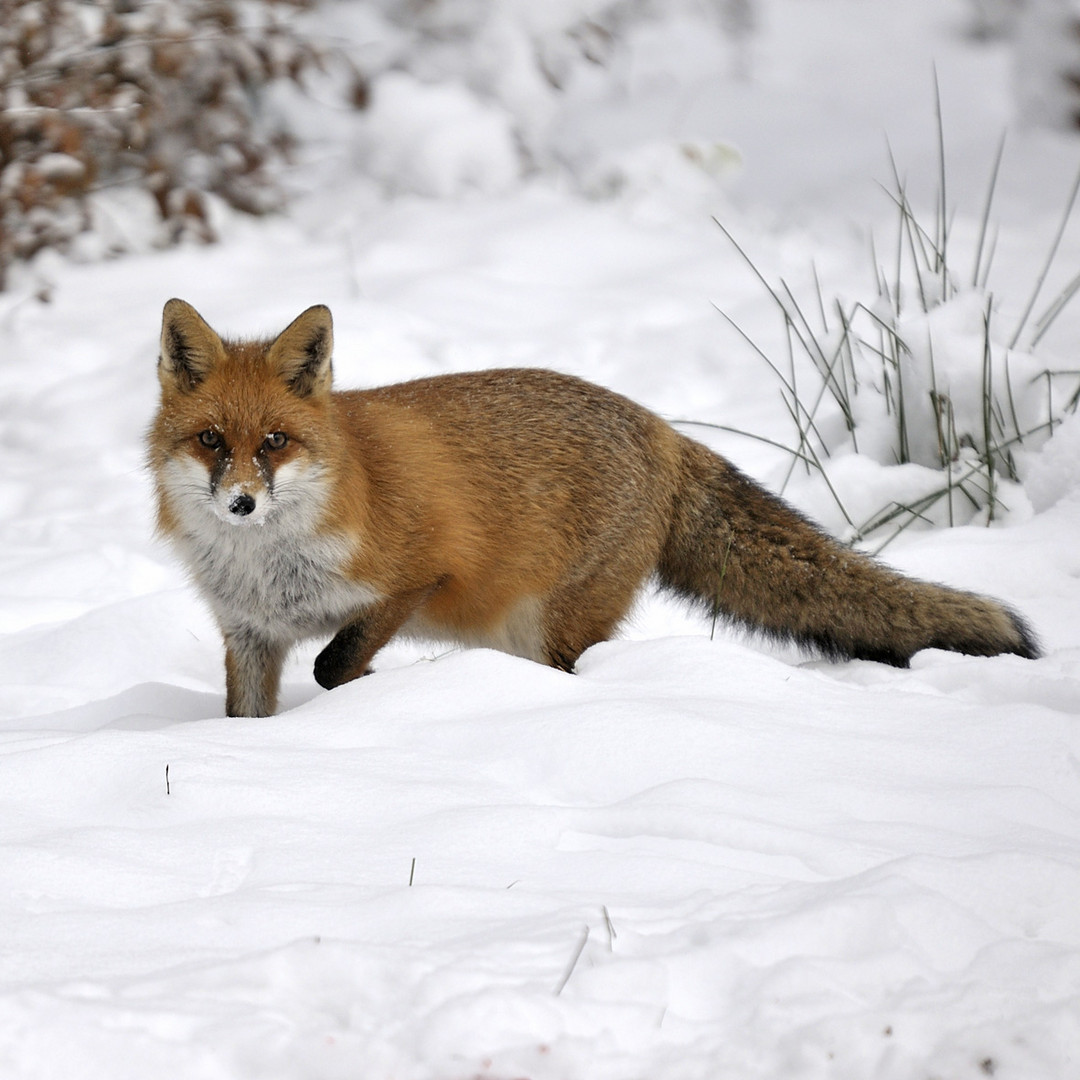 Rotfuchs am Winteransitz 1