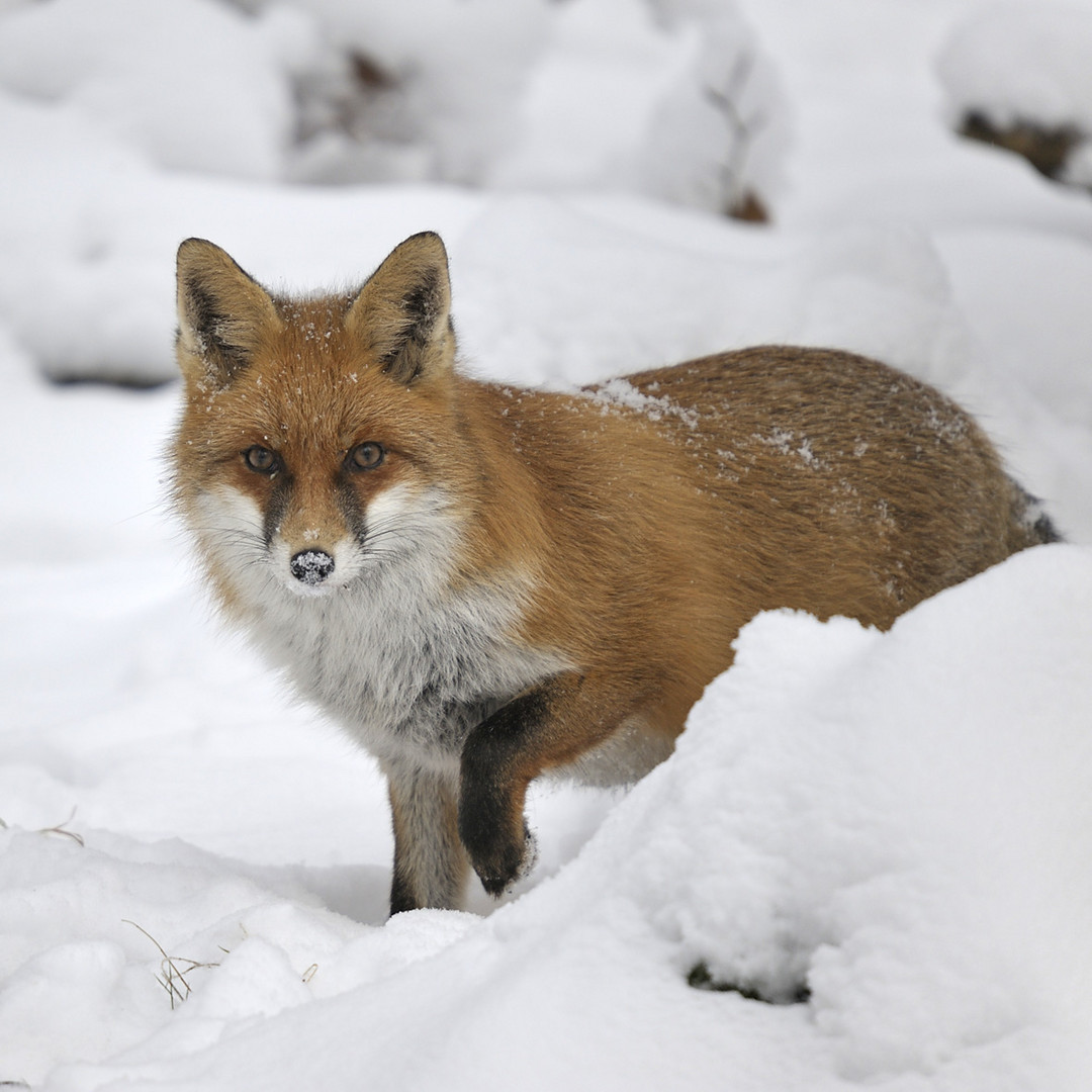 Rotfuchs am Winteransitz 2