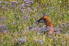 Rotfuchs auf Abwegen