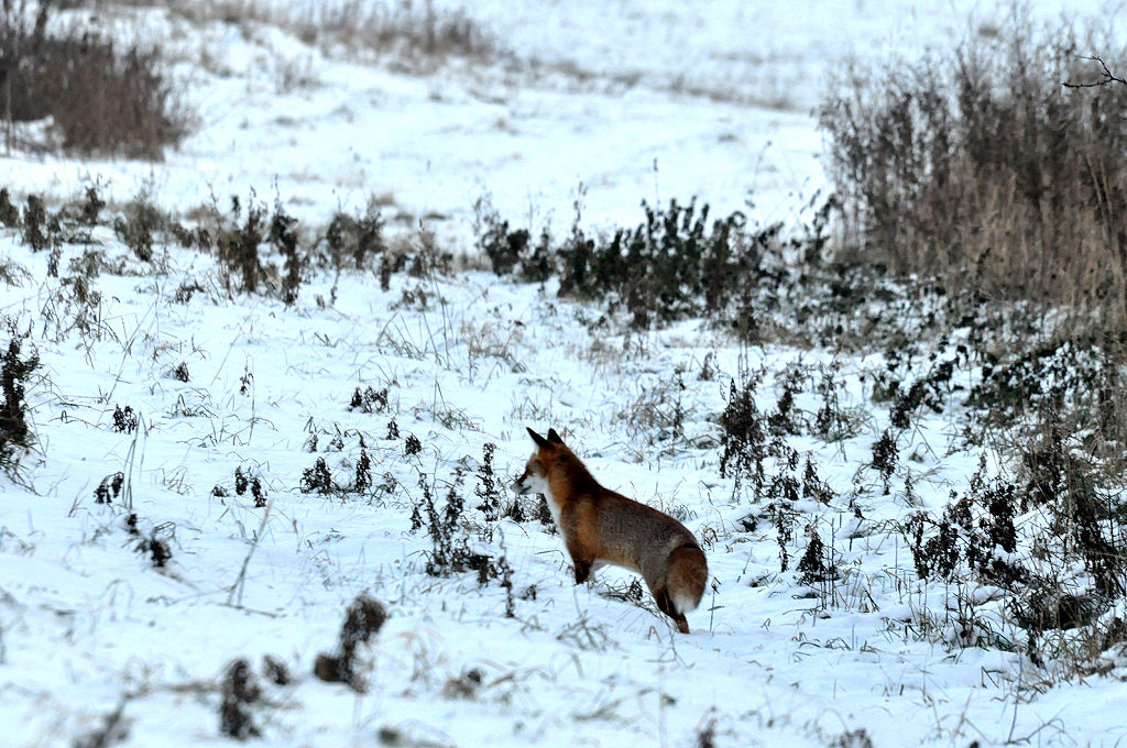 Rotfuchs auf Beutejagd