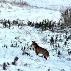 Rotfuchs auf Beutejagd