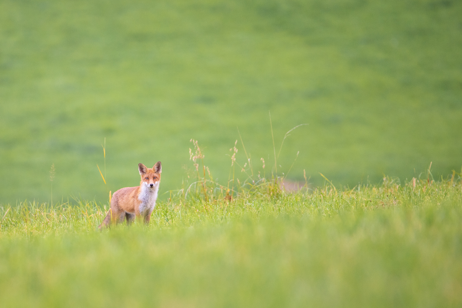 Rotfuchs auf dem Feld