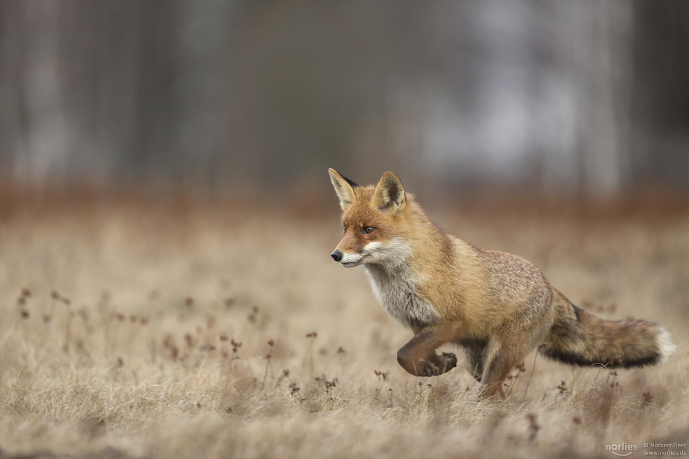 Rotfuchs auf dem Sprung