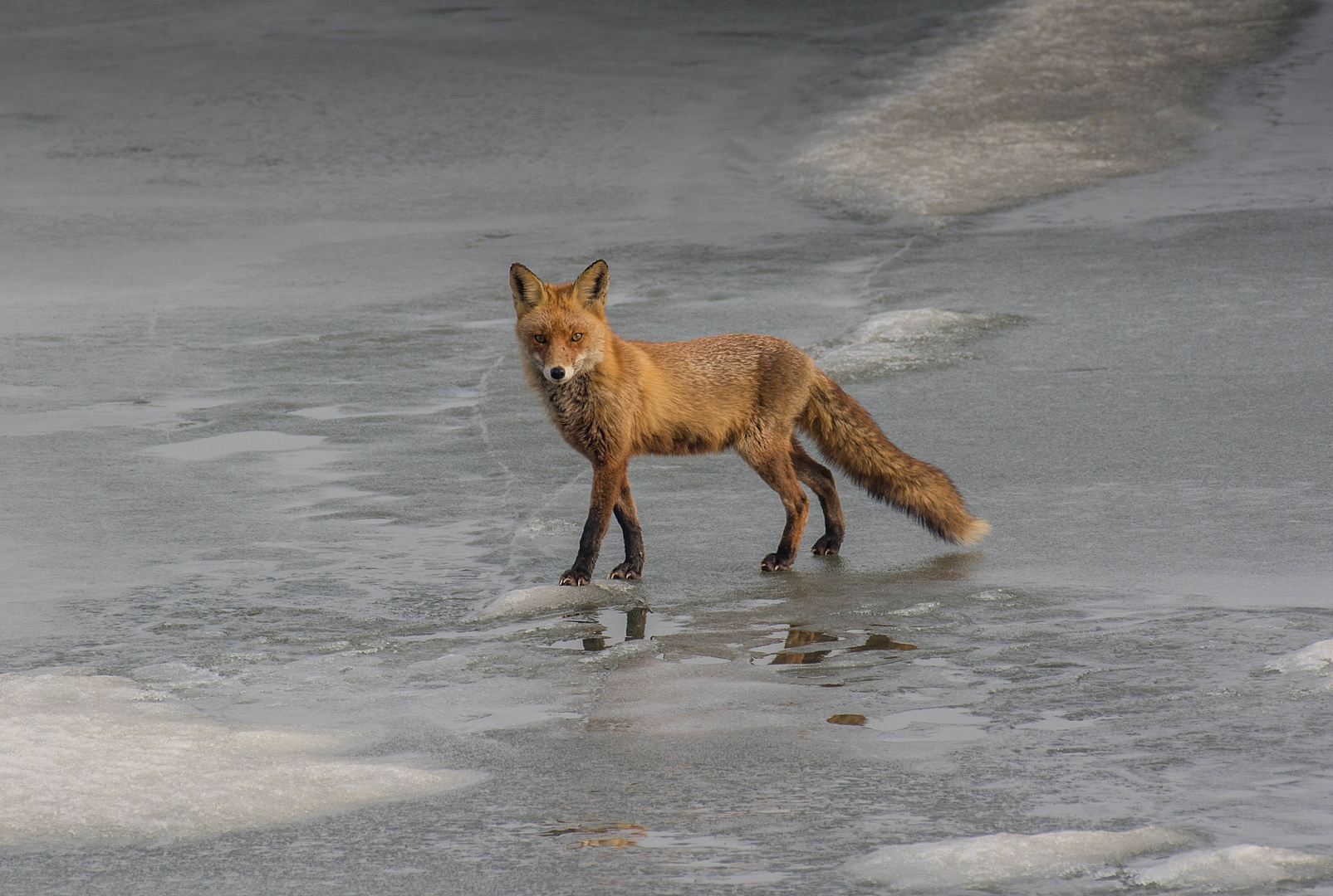 Rotfuchs auf dem Steinhuder Meer - 20.2.2018