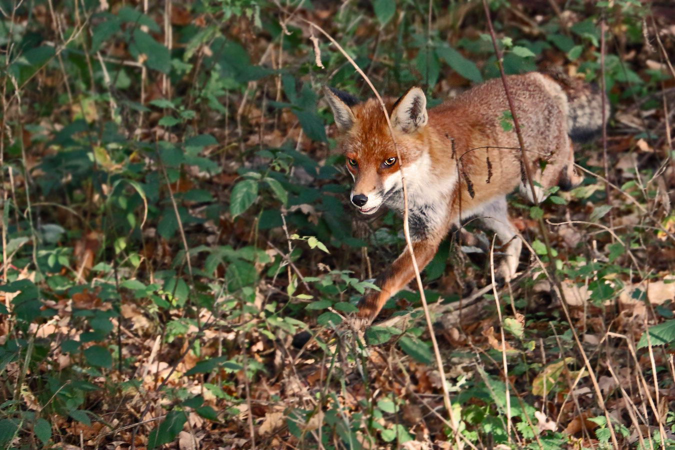 Rotfuchs, auf der Flucht erwischt