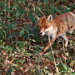 Rotfuchs, auf der Flucht erwischt