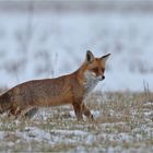 Rotfuchs auf der Jagd