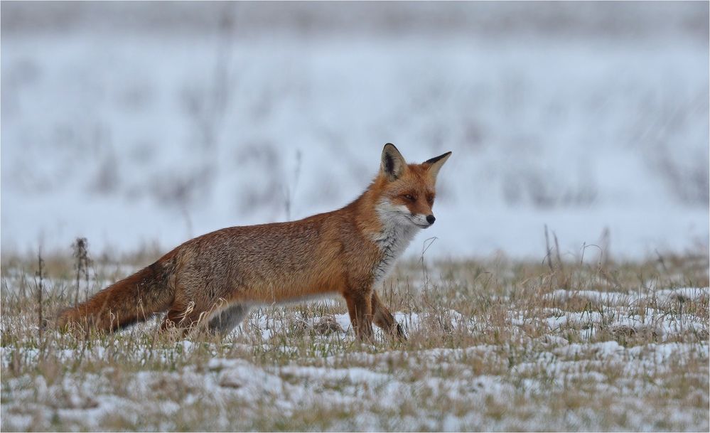 Rotfuchs auf der Jagd