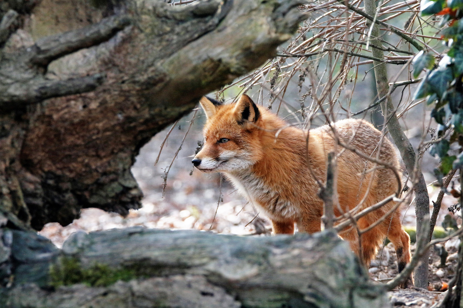 Rotfuchs auf der Lauer 