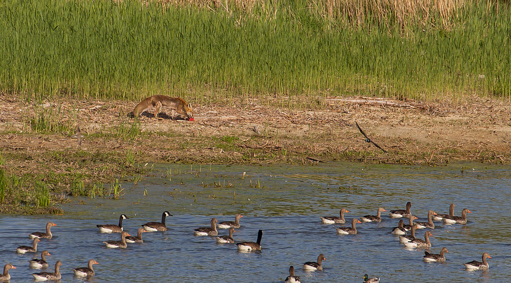 Rotfuchs auf der Pirsch am Altmühlsee/Vogelinsel