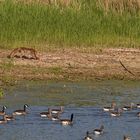 Rotfuchs auf der Pirsch am Altmühlsee/Vogelinsel