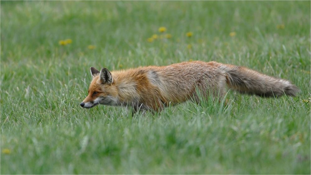 Rotfuchs auf der Pirsch