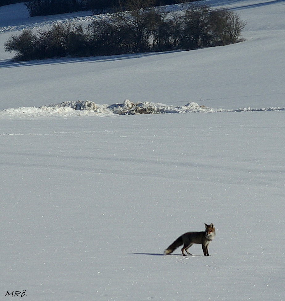 Rotfuchs auf der Suche nach einem " Schneehasen " !