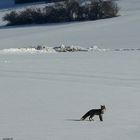 Rotfuchs auf der Suche nach einem " Schneehasen " !