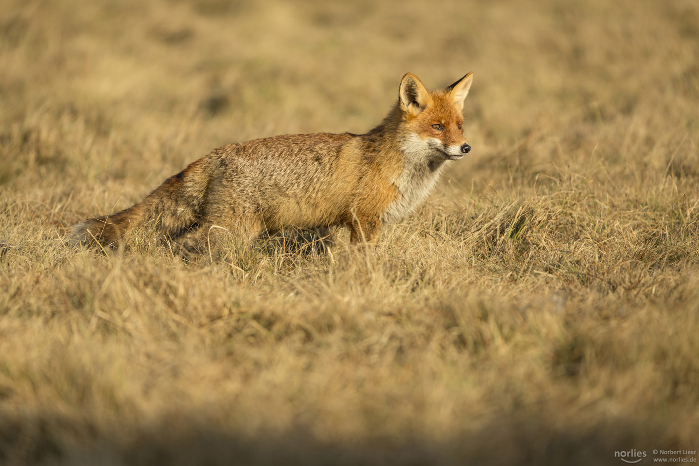 Rotfuchs auf der Wiese