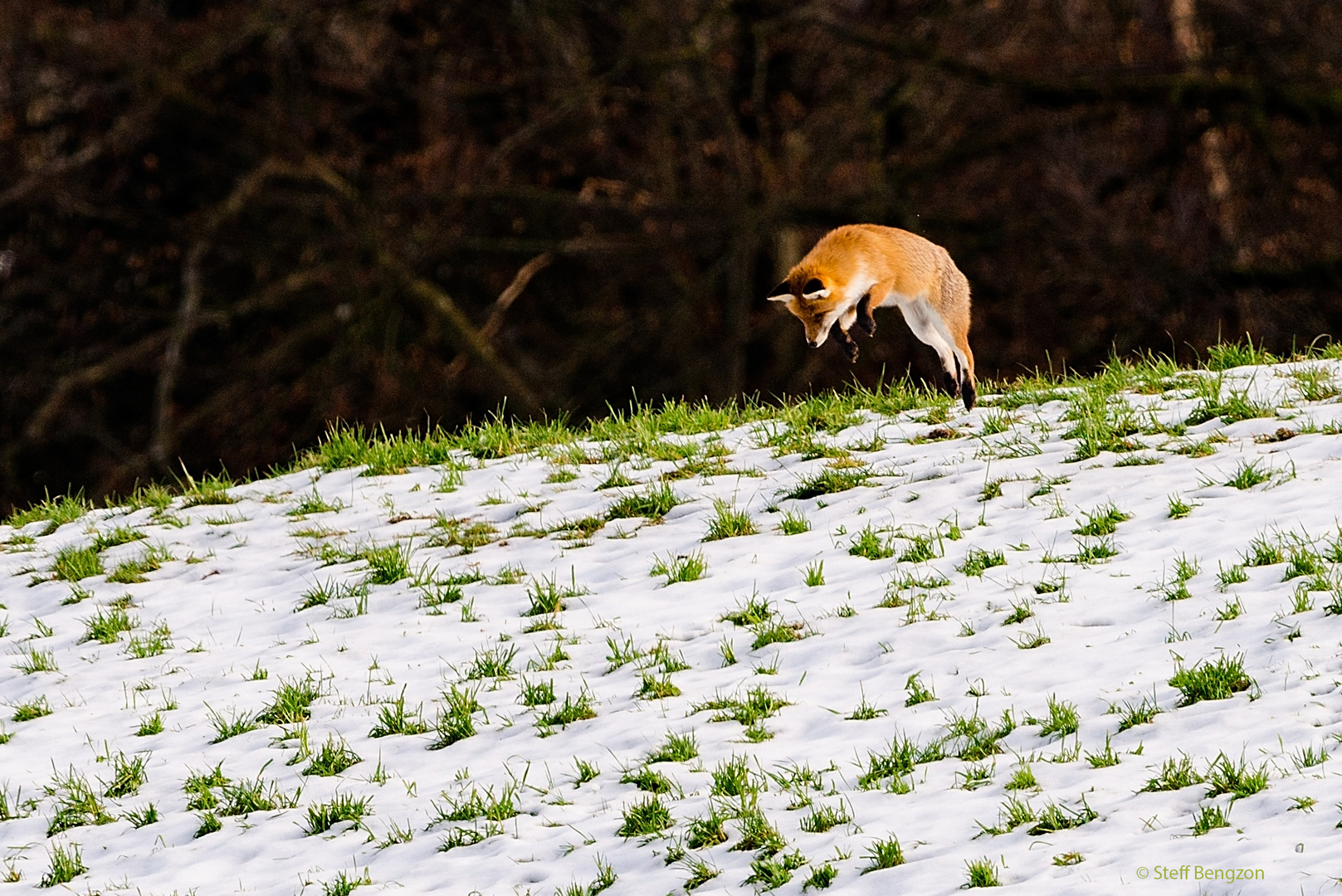 Rotfuchs auf Futtersuche