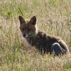 Rotfuchs auf Morgentour