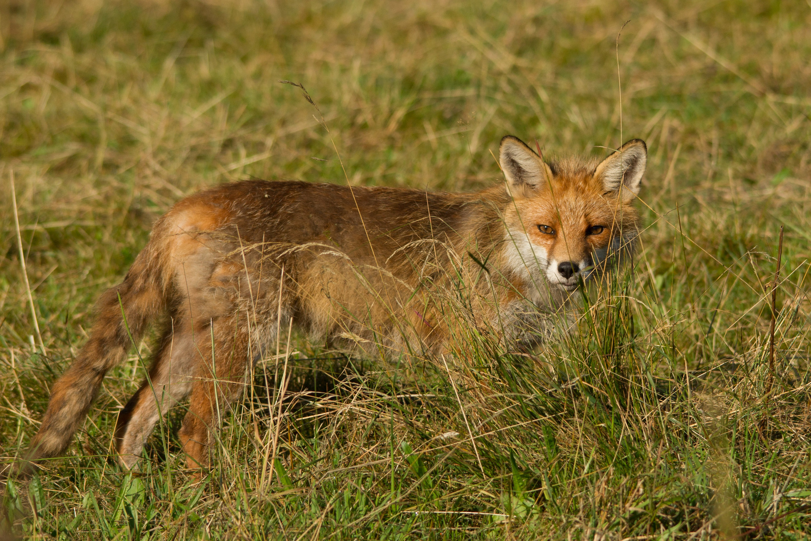 Rotfuchs auf Nahrungssuche 1