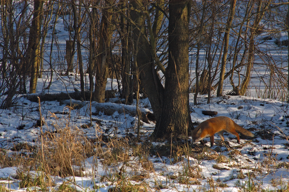 Rotfuchs auf Nahrungssuche