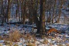 Rotfuchs auf Nahrungssuche